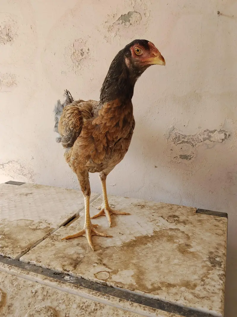 aseel hens pure quality truath cross — photo 4