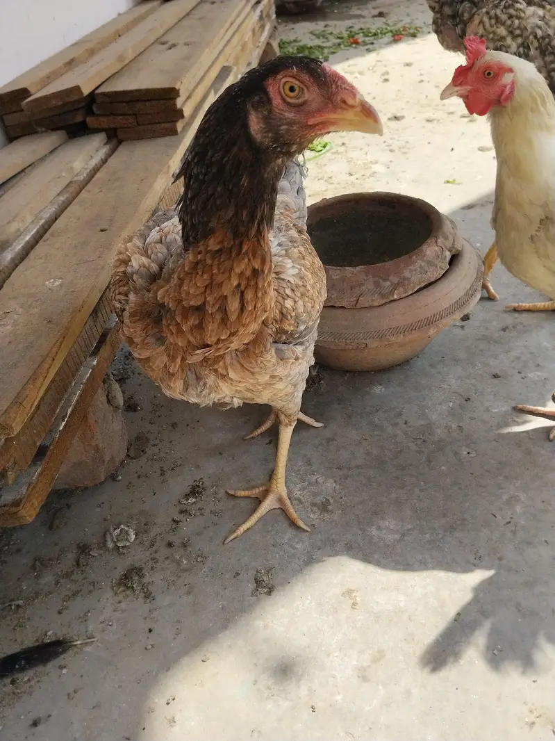 aseel hens pure quality truath cross — photo 5