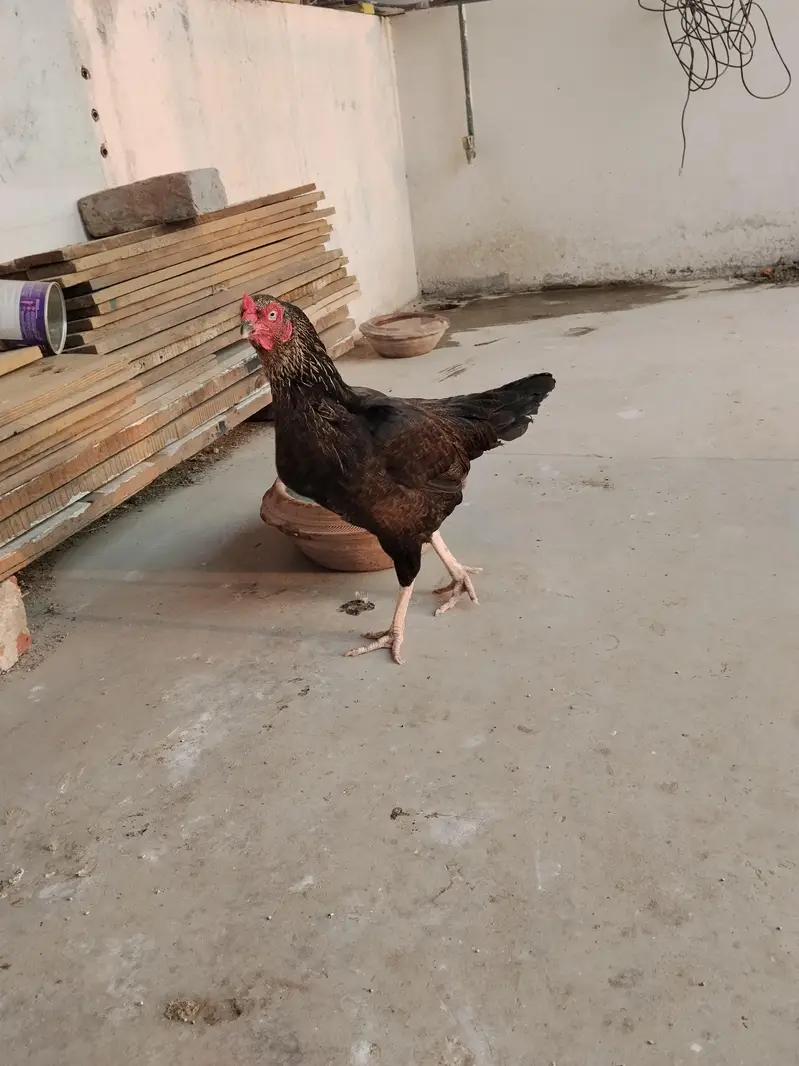 aseel hens pure quality truath cross — photo 6