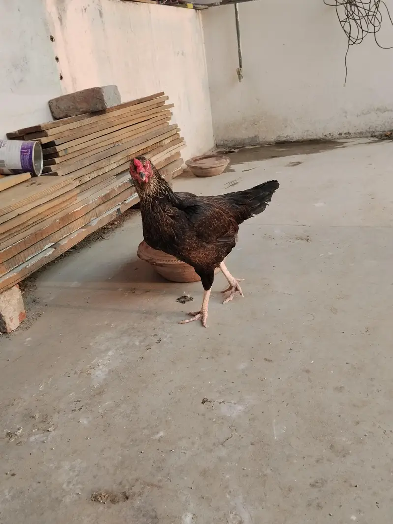 aseel hens pure quality truath cross — photo 7