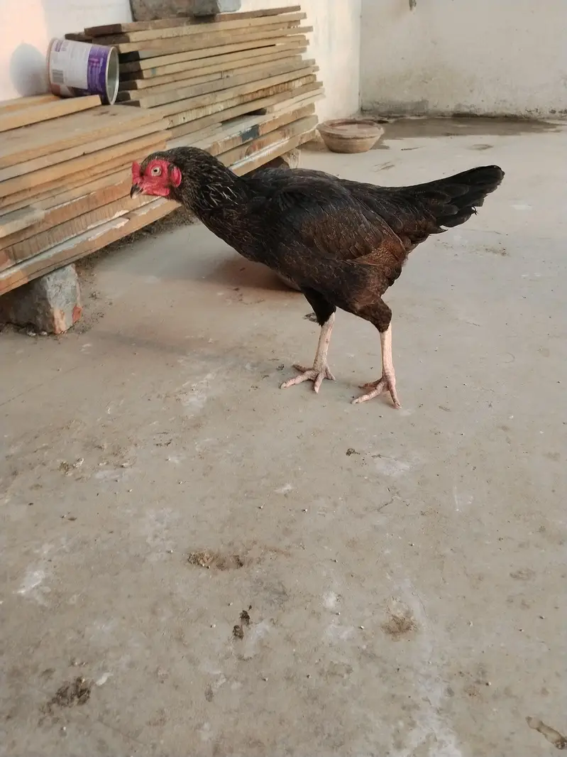 aseel hens pure quality truath cross — photo 8
