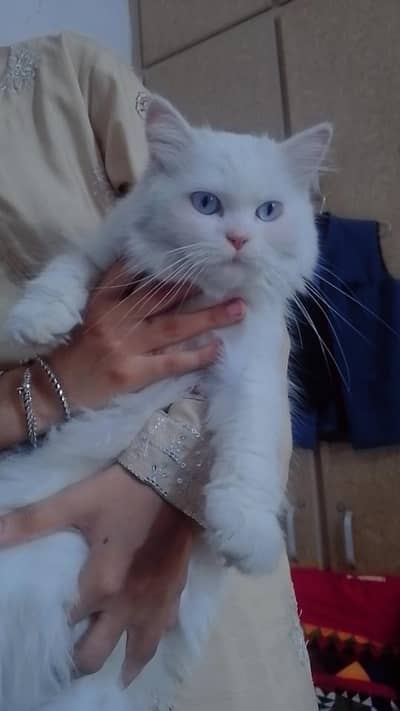blue eyes persian