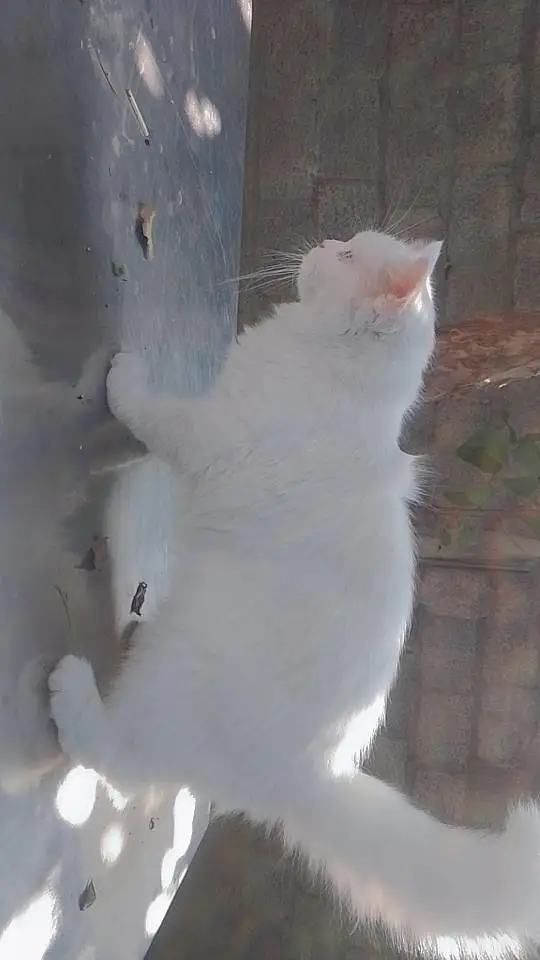 blue eyes persian — photo 2