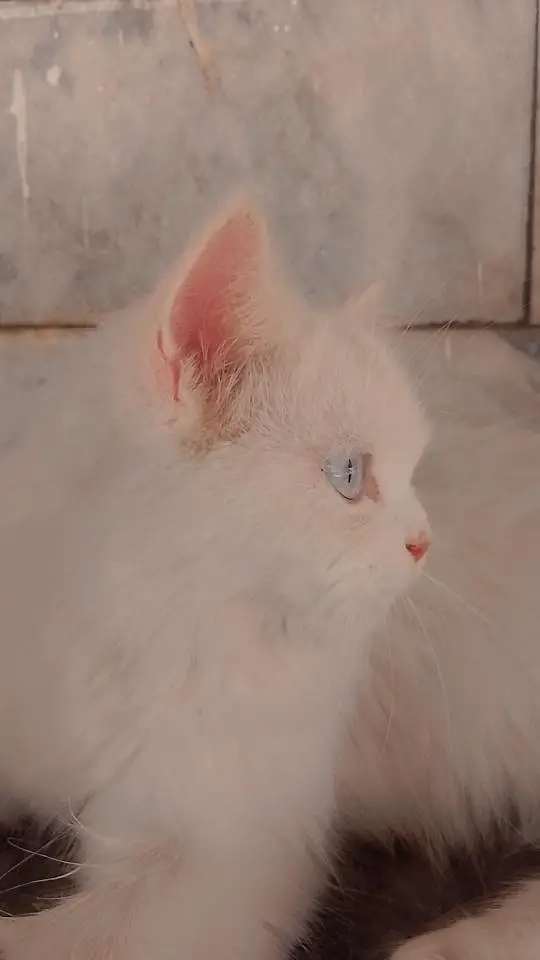 blue eyes persian — photo 3