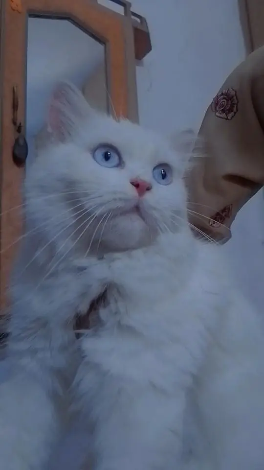 blue eyes persian — photo 4