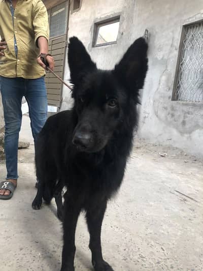black German shepherd