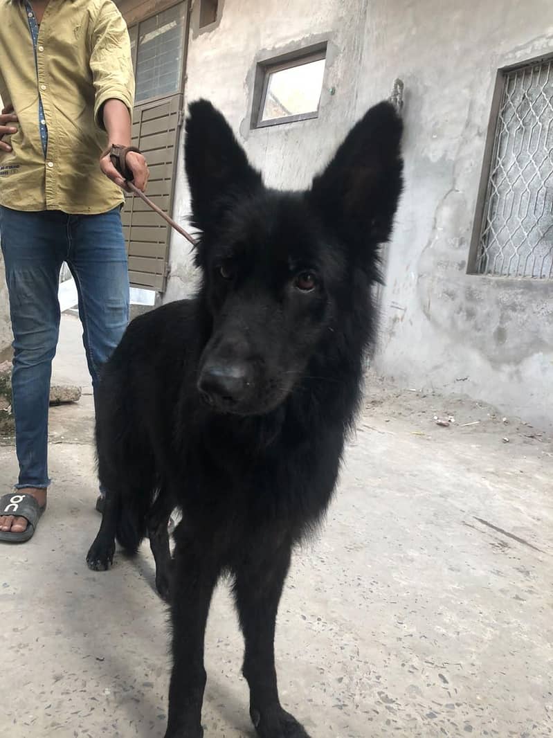 black German shepherd 0