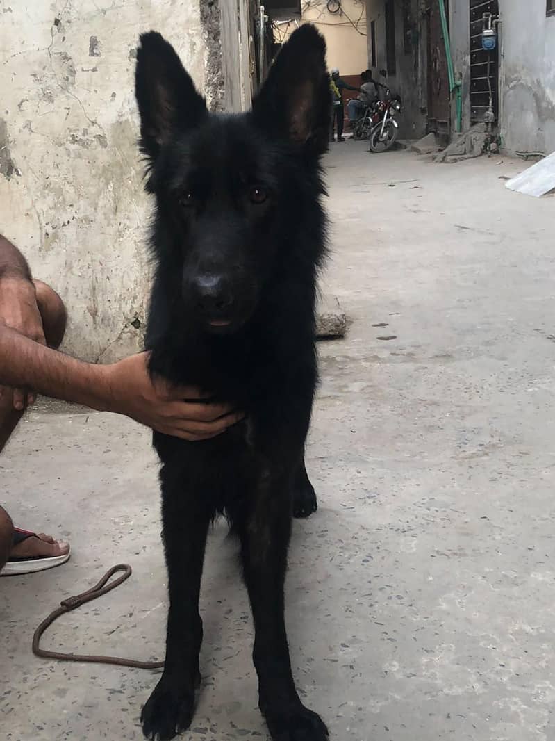 black German shepherd 1