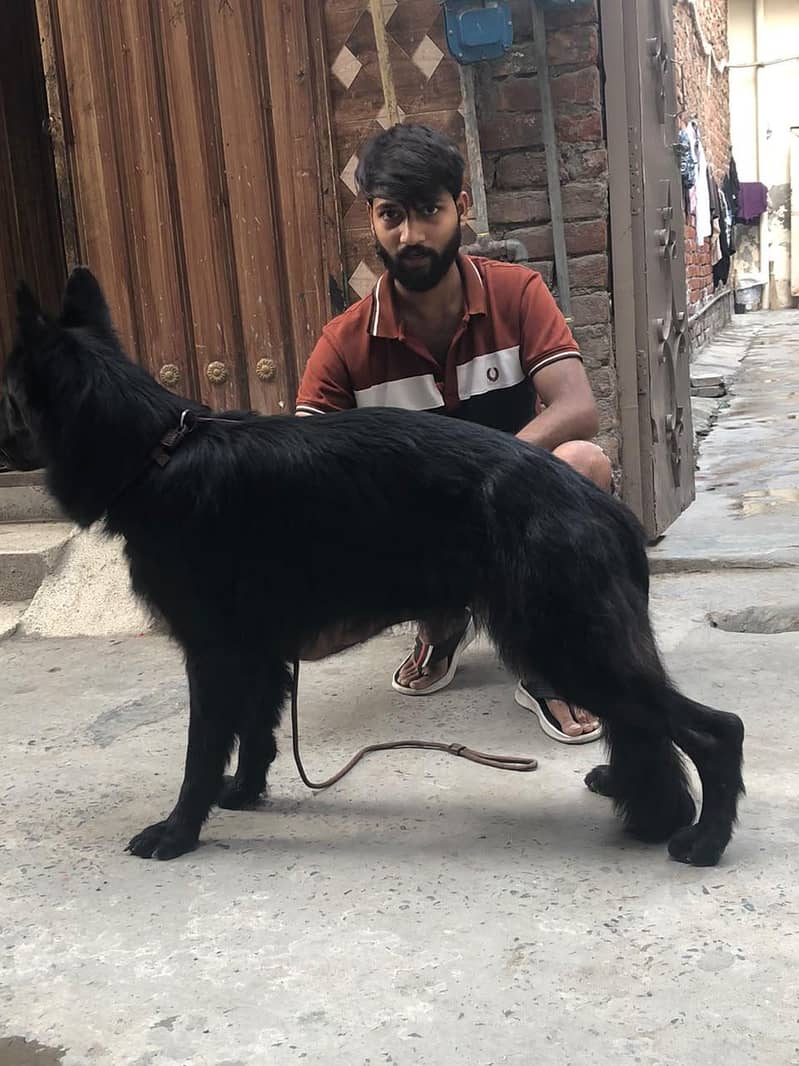 black German shepherd 2