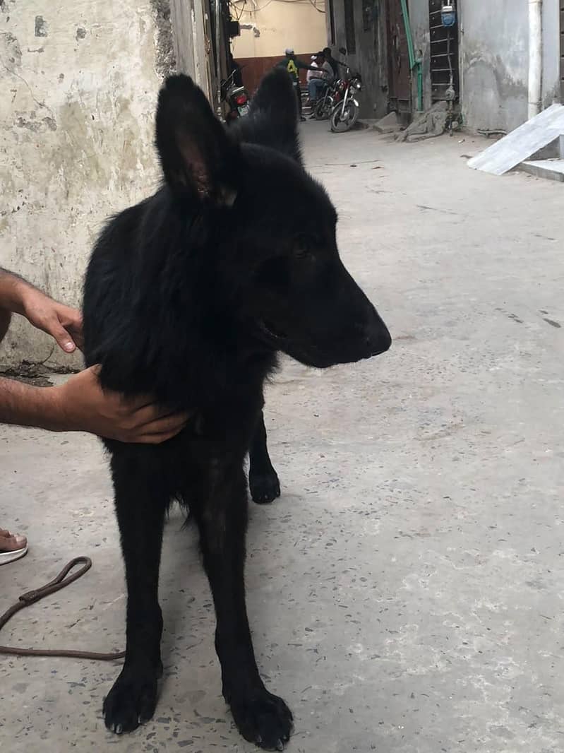 black German shepherd 3