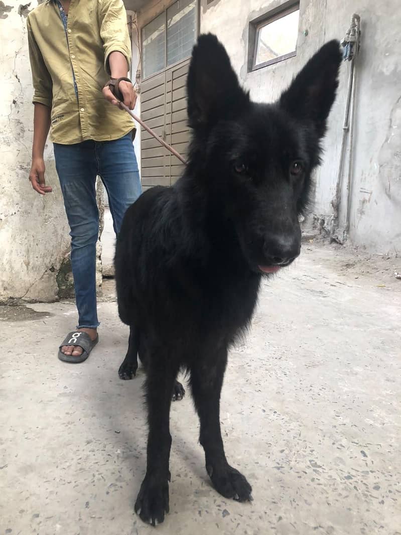 black German shepherd 4