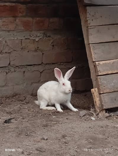 male female mix rabbit  sale