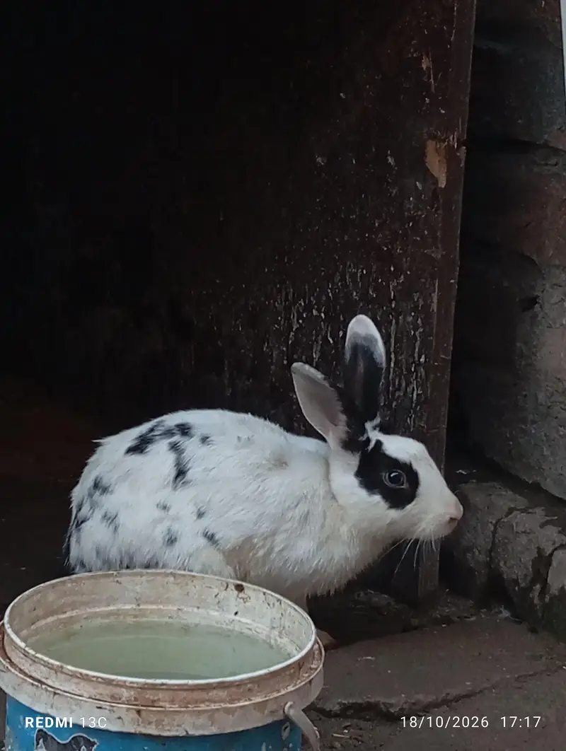 male female mix rabbit  sale — photo 2