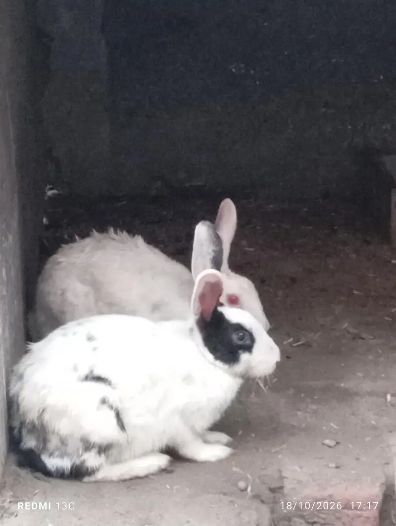 male female mix rabbit  sale — photo 3