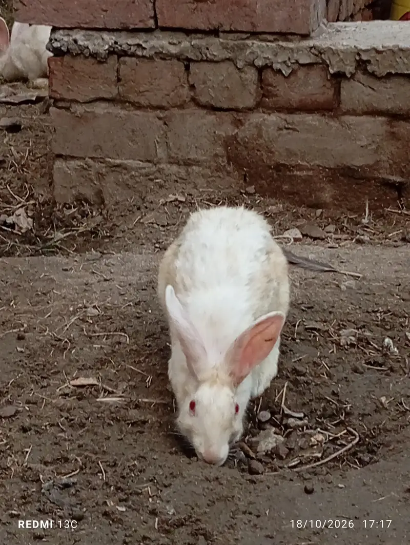 male female mix rabbit  sale — photo 4