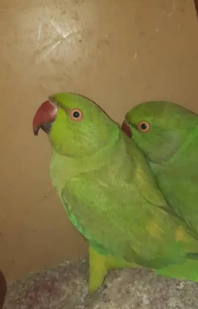 ringneck