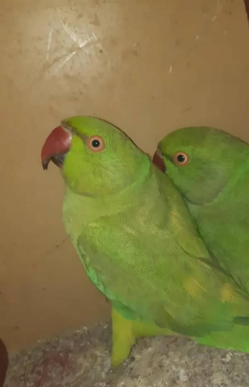 ringneck 0