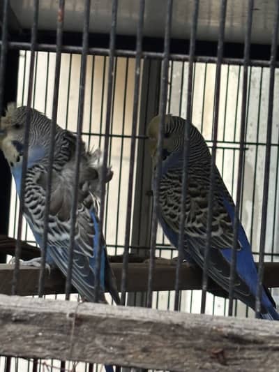 Hogoromo and exivistion breader pair