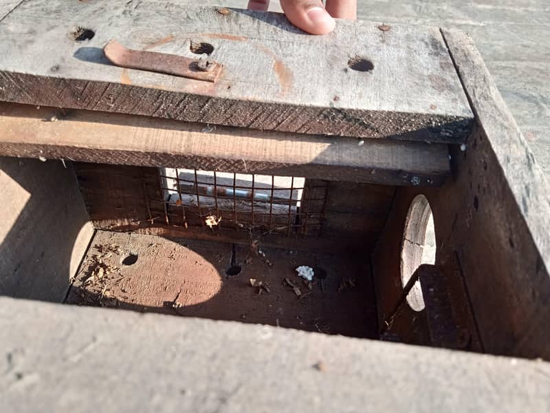 Nesting Box 12