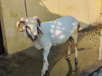 Paidu Dumba sheep for sale