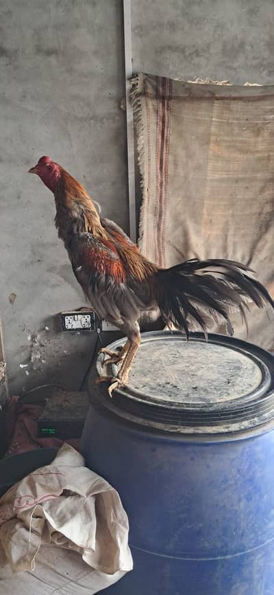 Quality Aseel Birds