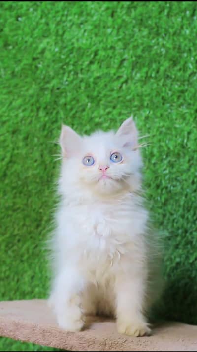 white cat kitten -persian cat baby - kitten for sale