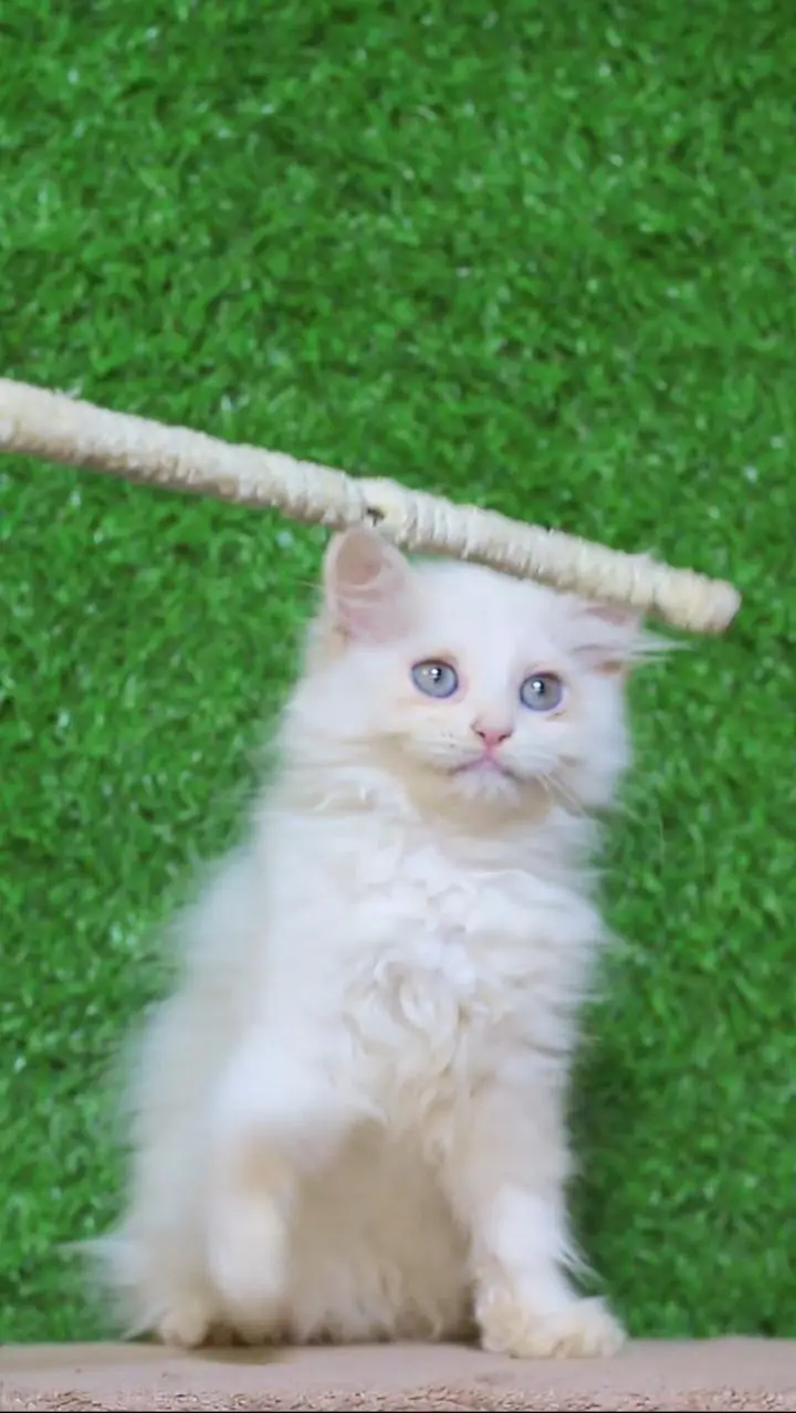 white cat kitten -persian cat baby - kitten for sale — photo 2