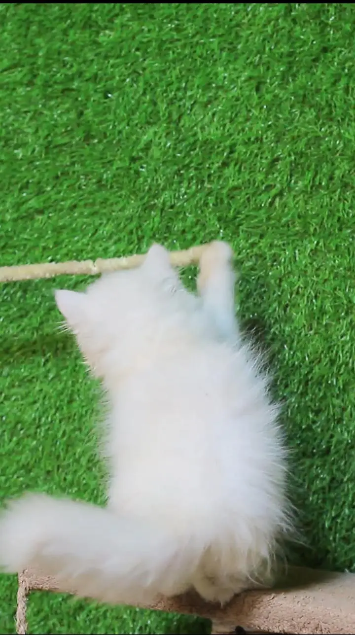 white cat kitten -persian cat baby - kitten for sale — photo 3