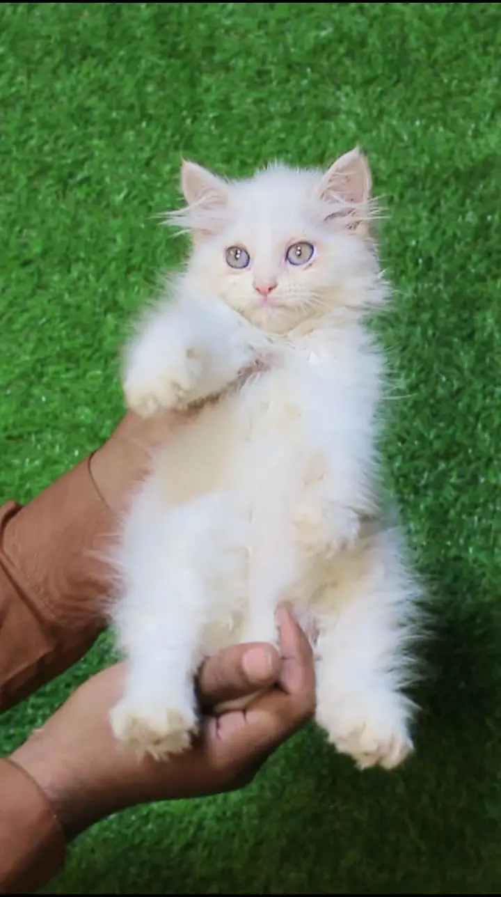 white cat kitten -persian cat baby - kitten for sale — photo 4