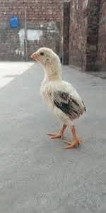 Aseel chicks 5