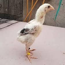 Aseel chicks 6