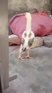 Aseel chicks 7