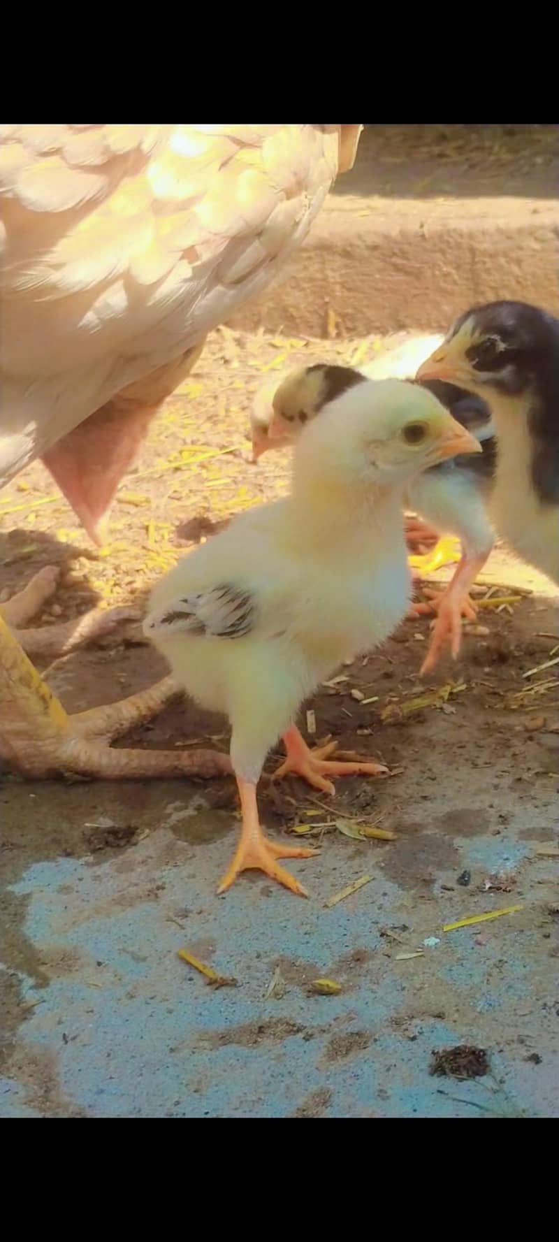 Aseel chicks 9