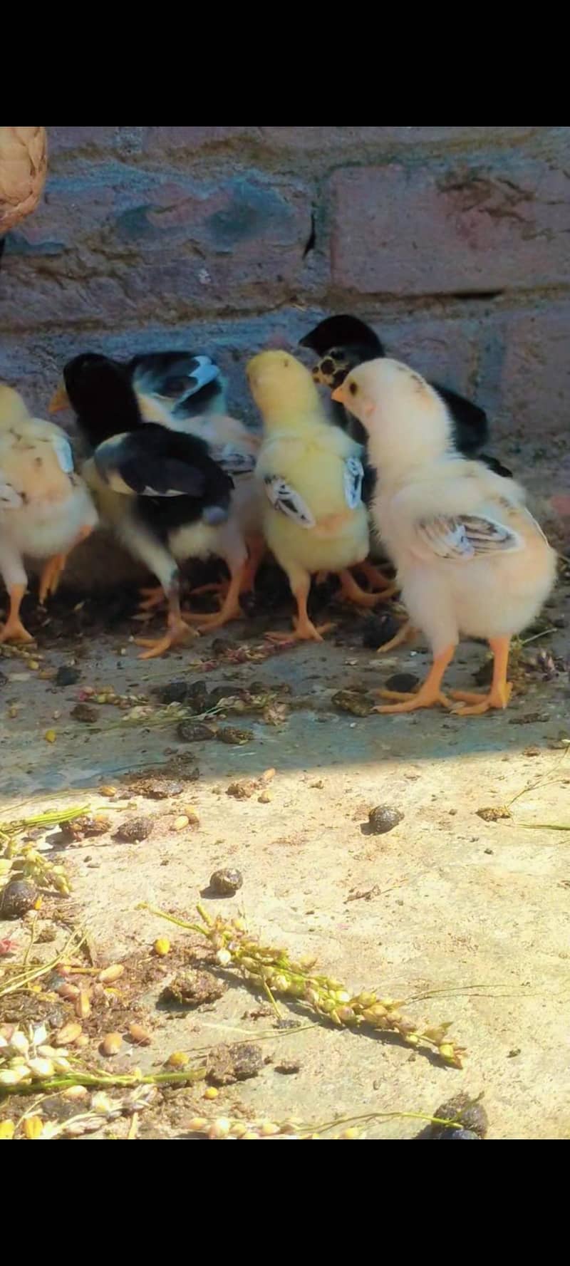 Aseel chicks 10