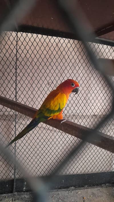 Sunconor breeder male