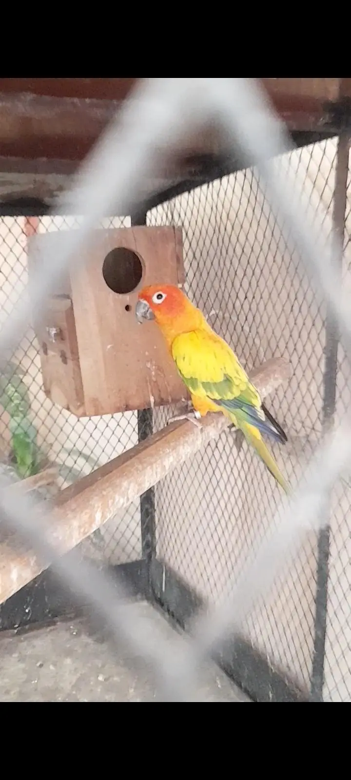 Sunconor breeder male — photo 2