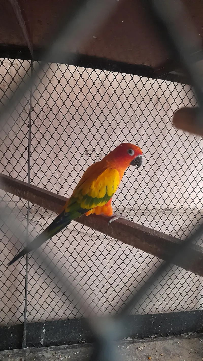 Sunconor breeder male — photo 3
