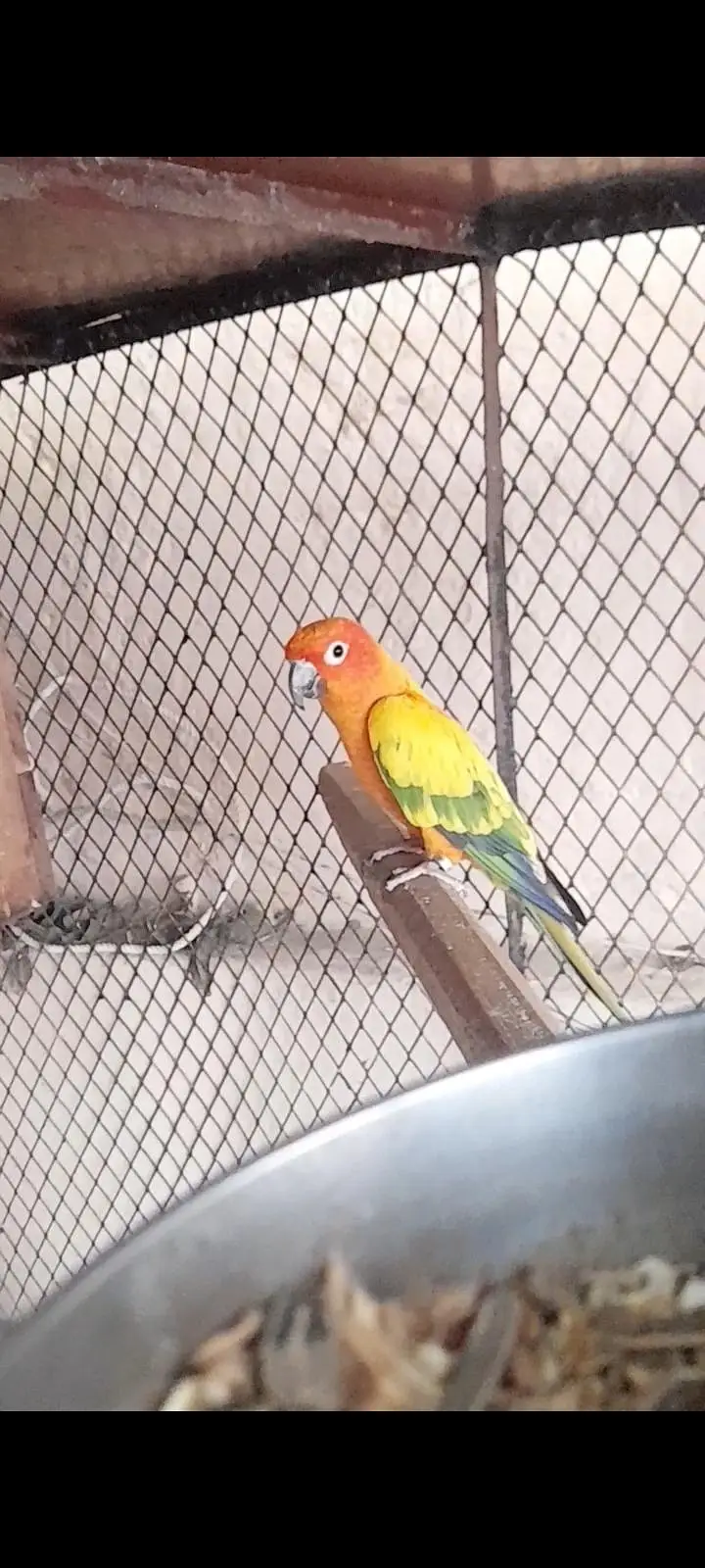 Sunconor breeder male — photo 4