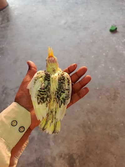 Cocktail V paid
