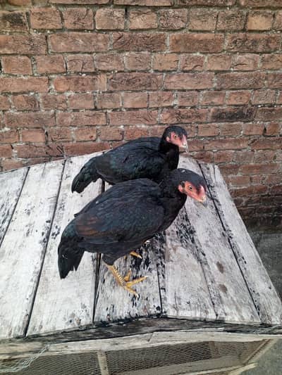 High quality Aseel hens