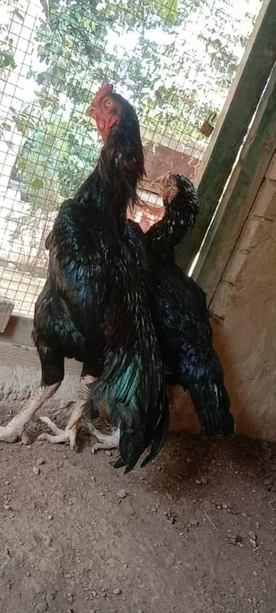 black shamo