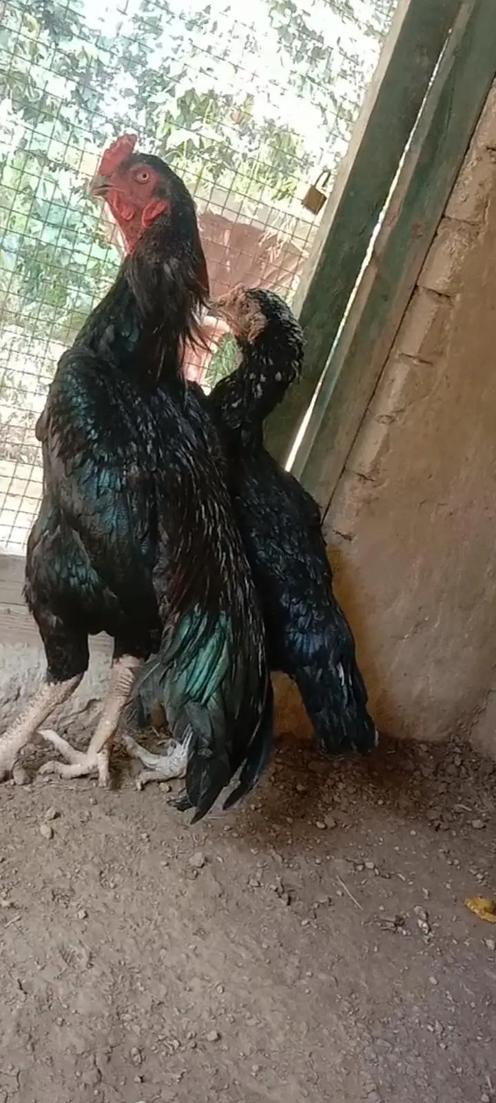 black shamo — photo 2