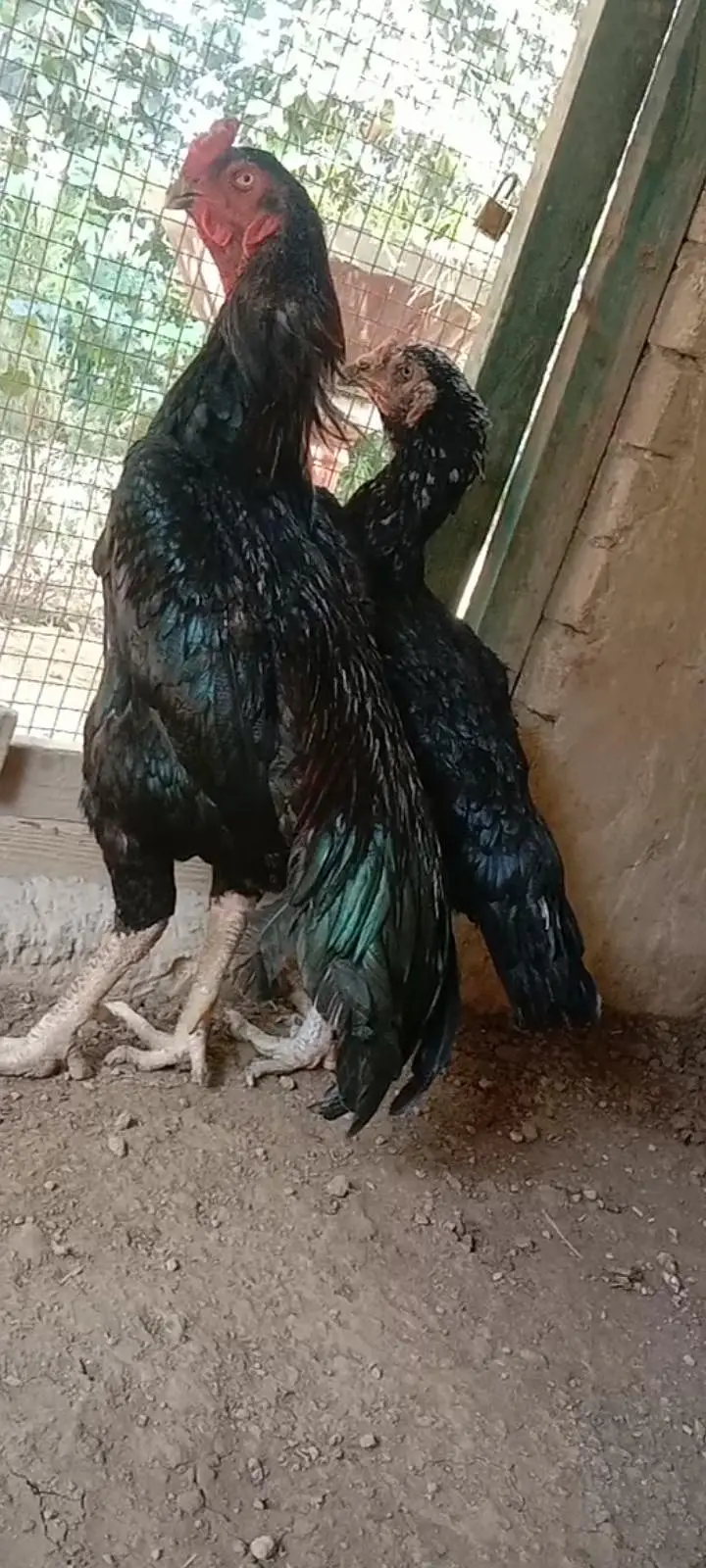 black shamo — photo 3