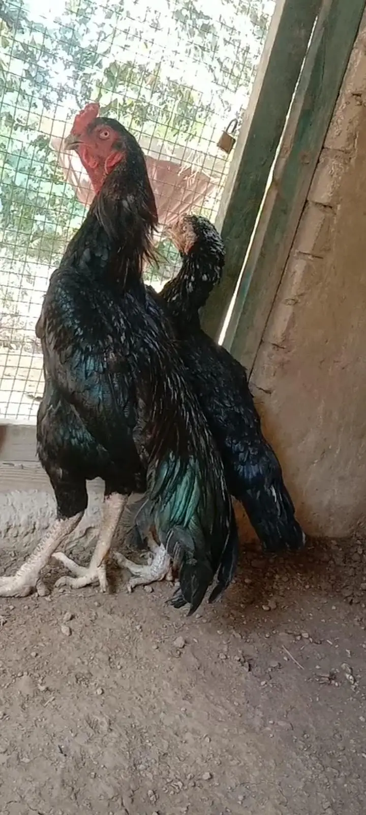 black shamo — photo 4