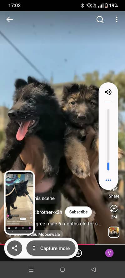 0343 7096383 black shepherd complete documents with paper for sale