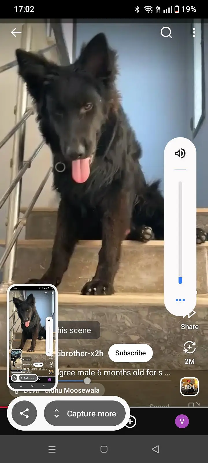 0343 7096383 black shepherd complete documents with paper for sale — photo 3
