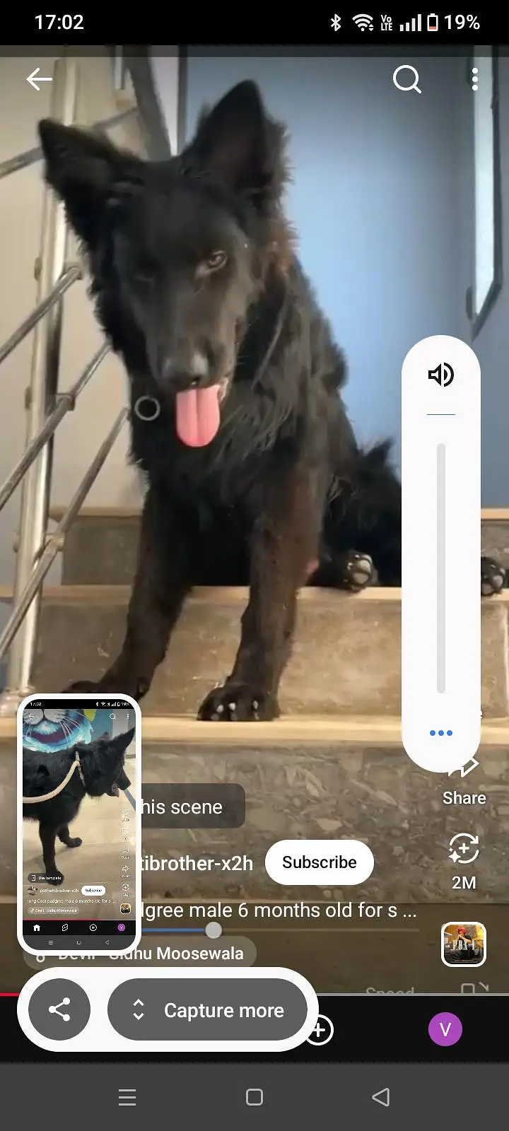 0343 7096383 black shepherd complete documents with paper for sale — photo 4
