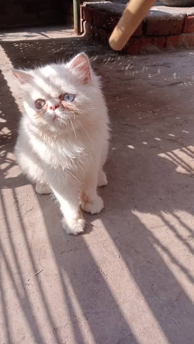 kitten for sale