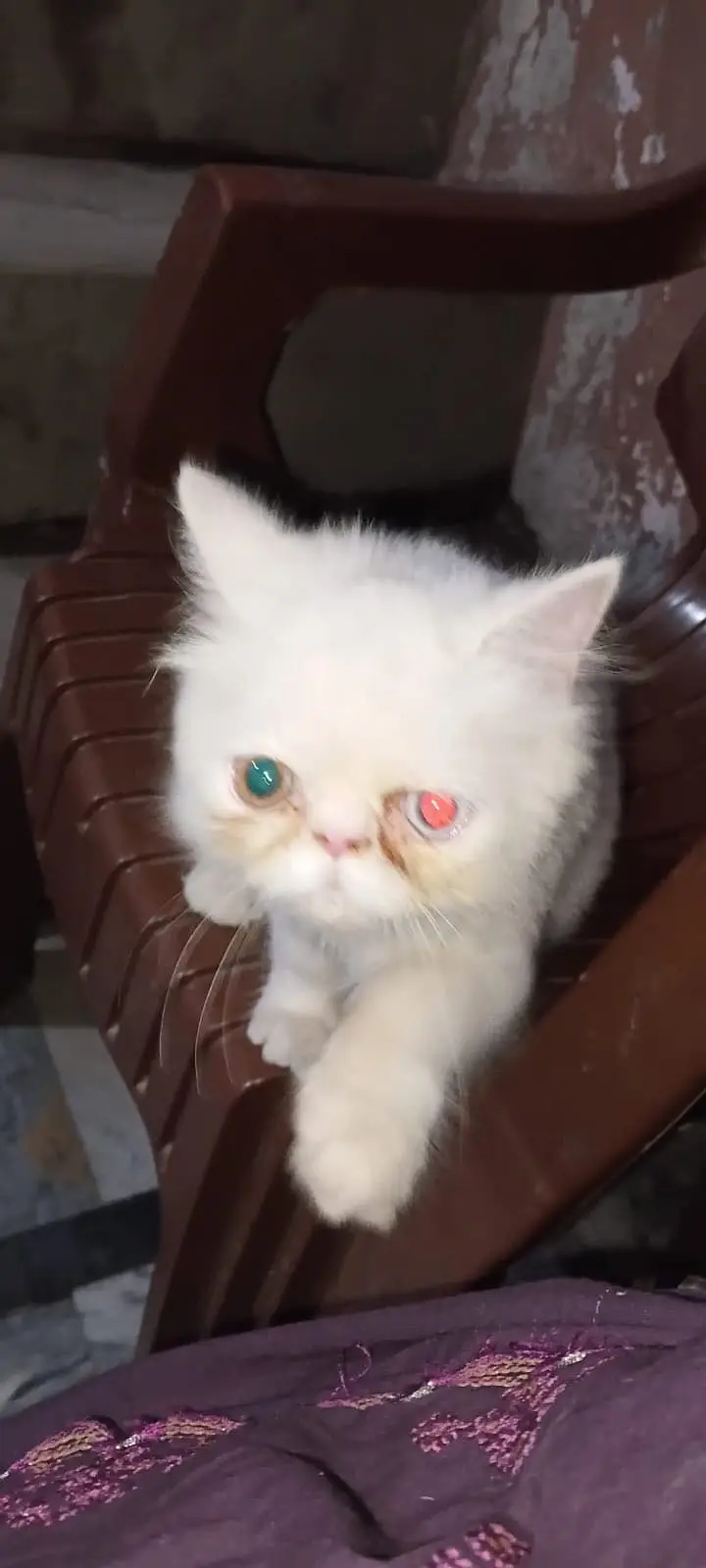 kitten for sale — photo 2