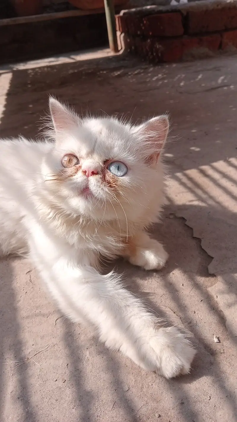 kitten for sale — photo 3